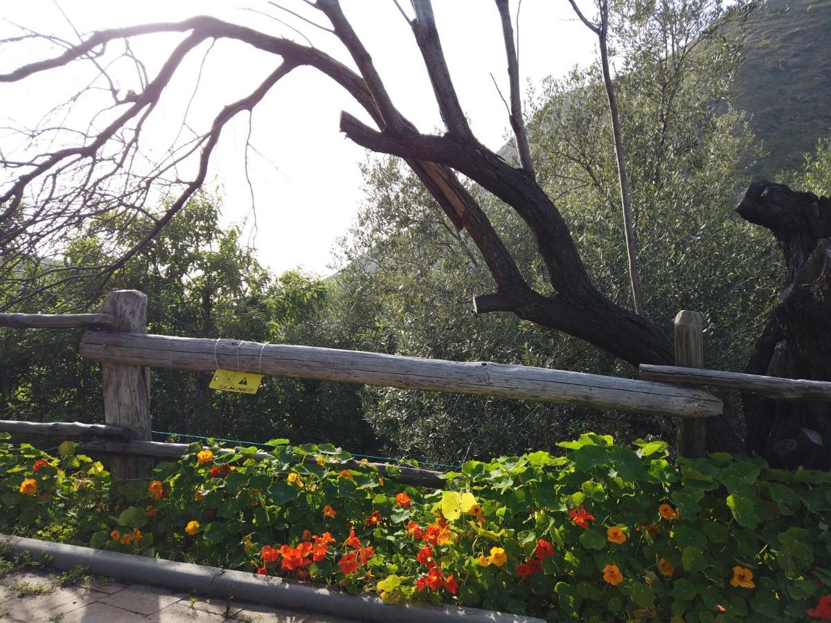 Il Mandorlo Villa Amantea Buitenkant foto